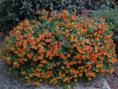 /album/fiori/settembre-2-r-jpg/